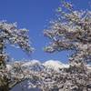 青空･残雪・満開の桜を召しませ！！