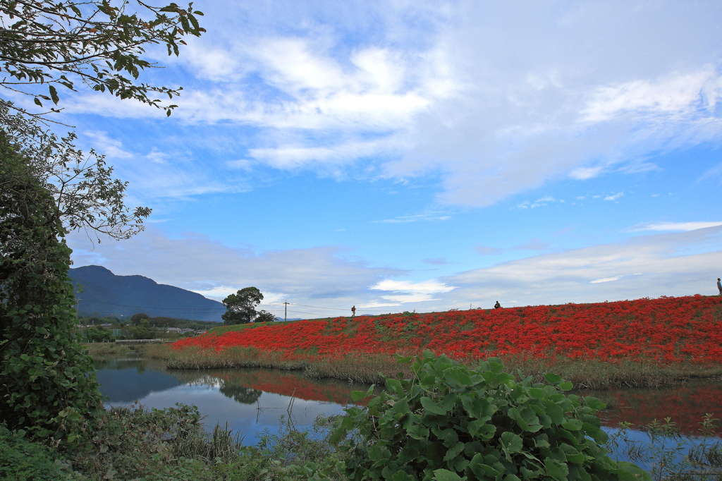 花ある風景　津屋川 Ⅲ