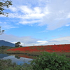 花ある風景　津屋川 Ⅲ