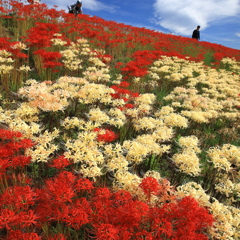 紅白彼岸花