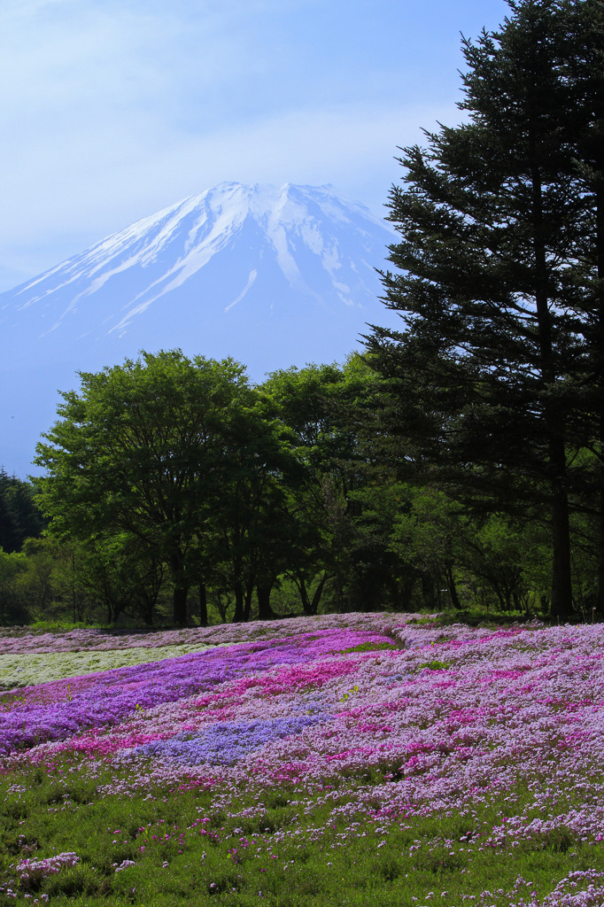 富士を眺める芝桜