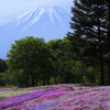富士を眺める芝桜