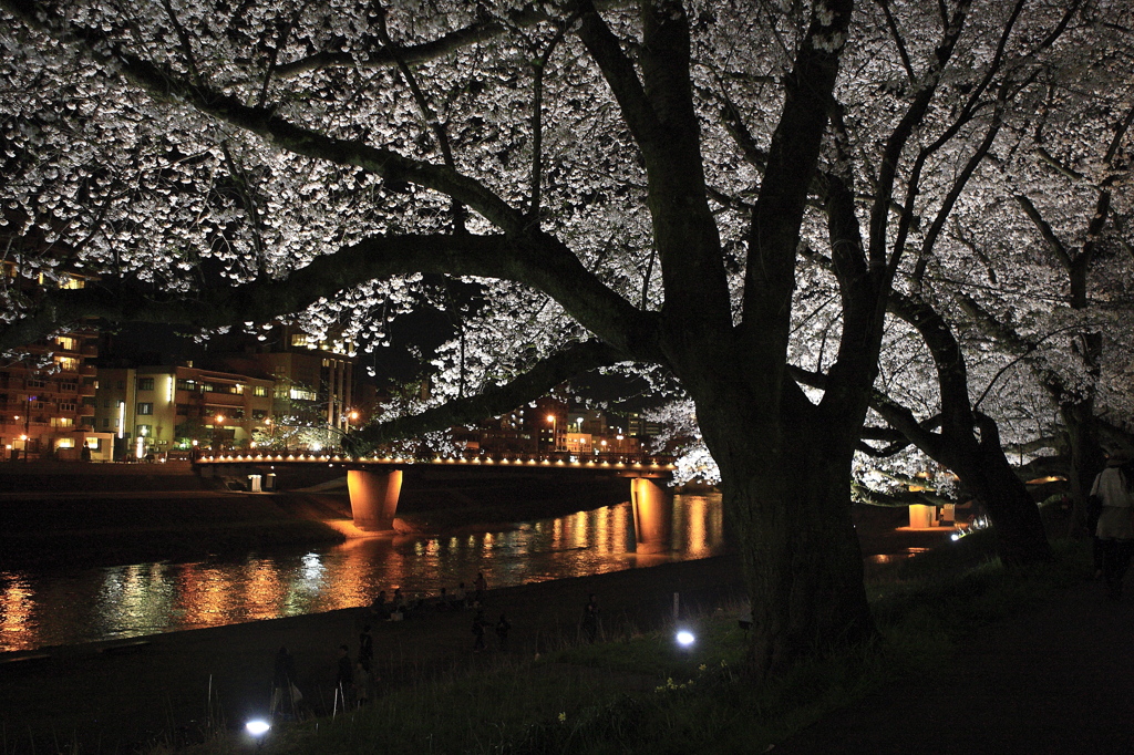 夜桜