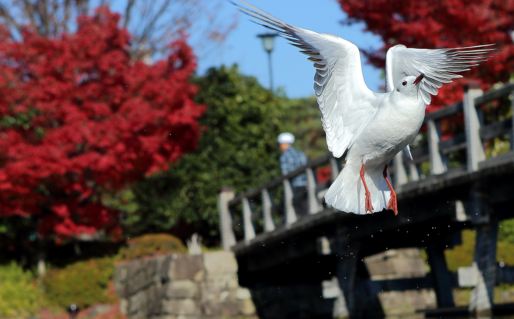 赤と白・・紅葉と飛び立つカモメ