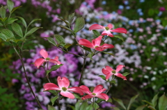 庭に咲く花 - Ⅳ・・花水木