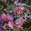 庭に咲く花 - Ⅳ・・花水木