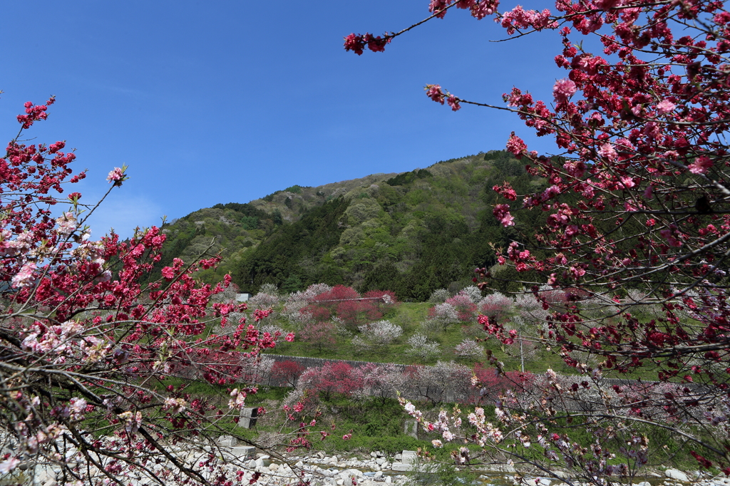 清内路村の花桃