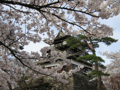 さくら・・丸岡城