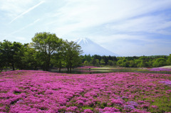 富士の高嶺と芝桜Ⅲ