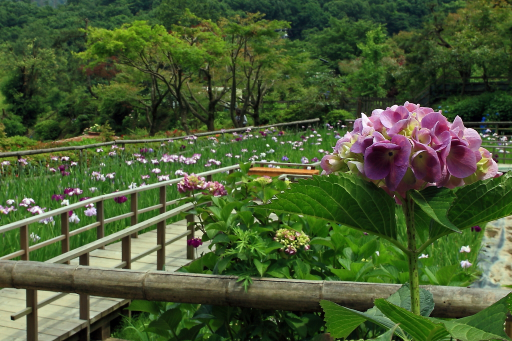 紫陽花から花しょうぶ