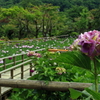 紫陽花から花しょうぶ