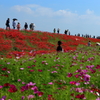 お彼岸 彼岸花 矢勝川堤