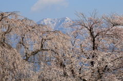 残雪の雪山と美しく咲く臥竜の桜