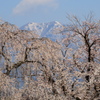 残雪の雪山と美しく咲く臥竜の桜