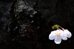 桜・・幹に可愛らしく