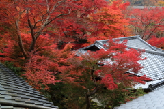 瑠璃光院・・紅に染まる