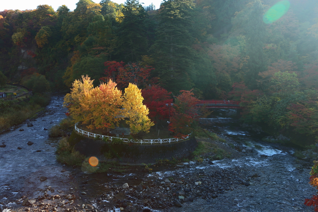 朝日差す・・中野もみじ山