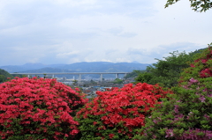 ツツジを通してみる背景