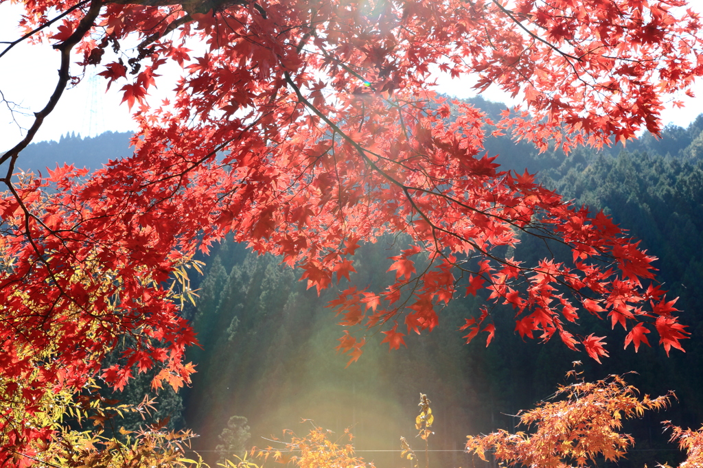 陽に向かってMOMIJI