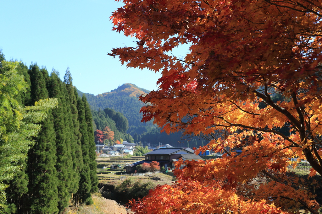 山村の紅葉一木