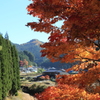 山村の紅葉一木