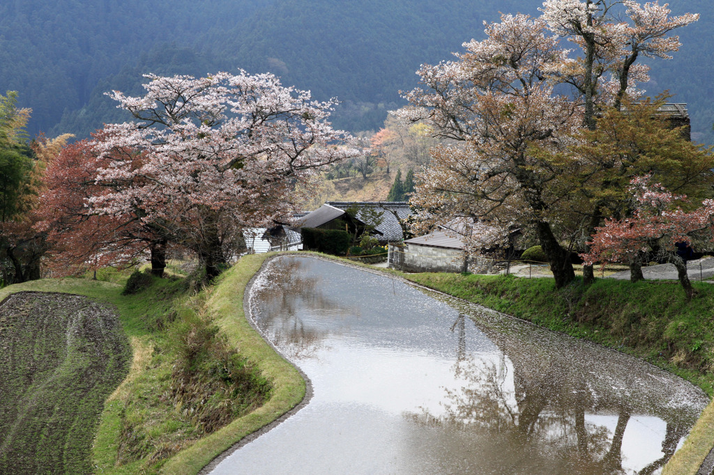 桜シリーズ・・Fin