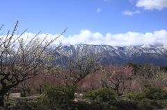 残雪の山々と梅・うめ・梅