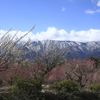 残雪の山々と梅・うめ・梅