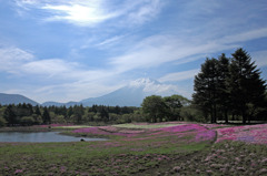 芝桜と富士の山