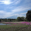 芝桜と富士の山