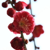 梅・ＵＭＥ・ウメ　Ⅶ