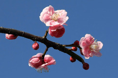 咲く花･･梅の花