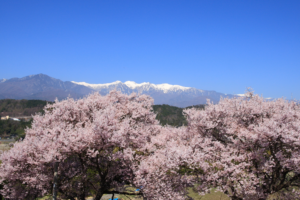 中川村の桜をめぐる