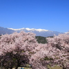 中川村の桜をめぐる