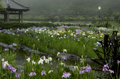 花ショウブに雨