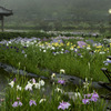 花ショウブに雨