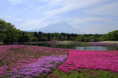 富士の高嶺と芝桜Ⅱ