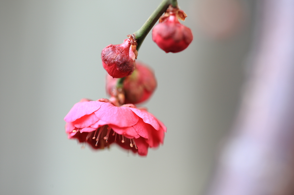 やっと我が家にも“開花宣言”