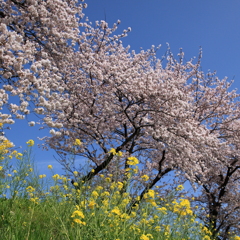 青空・桜・菜の花 “三重奏”