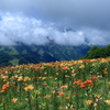 マウンテンビューとユリの花