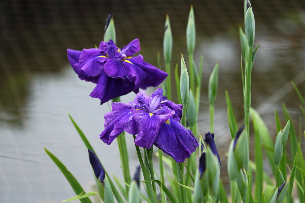 水辺と花菖蒲