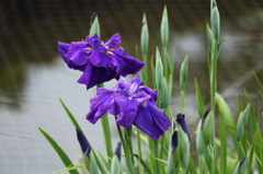 水辺と花菖蒲