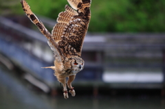 フクロウ鷹の飛翔-Ⅱ