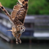 フクロウ鷹の飛翔-Ⅱ