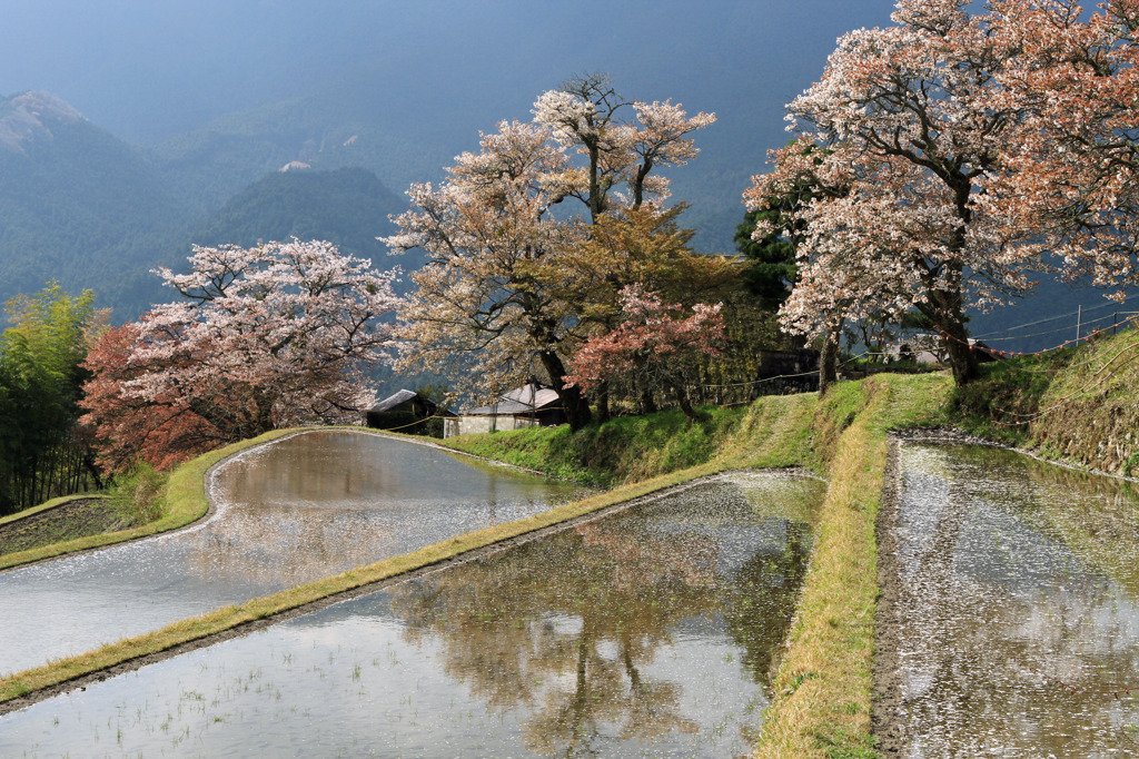 映り込む桜 花筏