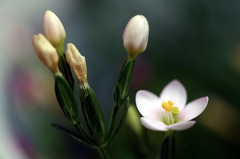 ミニ花 リンドウ オフホワイト