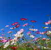 青空に咲く秋桜