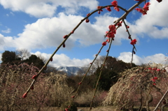 しだれを前景に