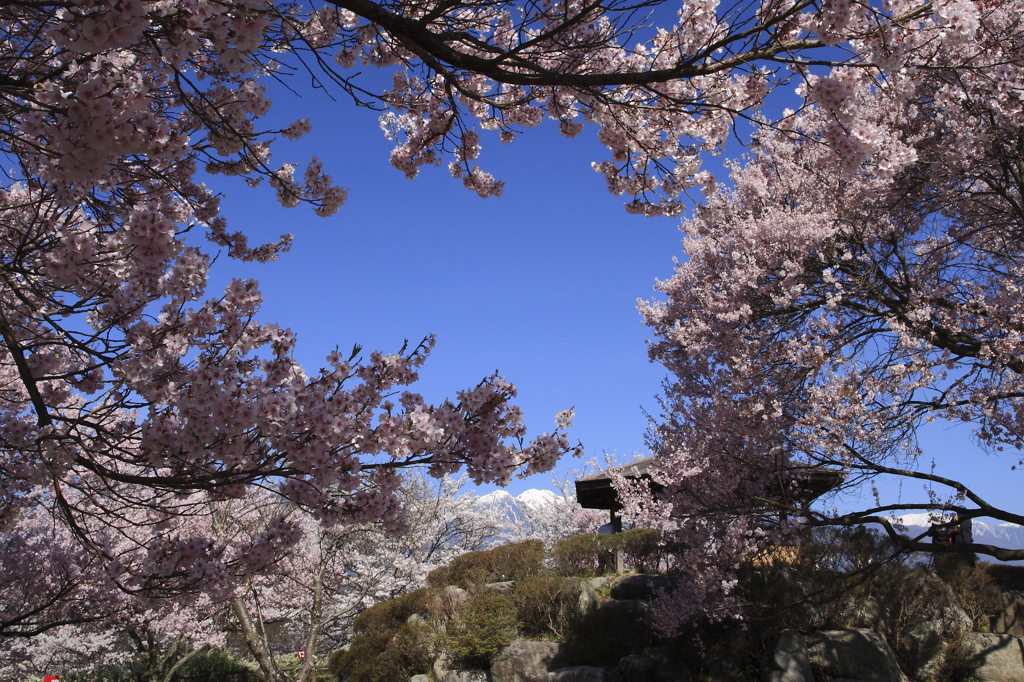 のぞく青空・・桜に囲まれ・・