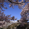 のぞく青空・・桜に囲まれ・・